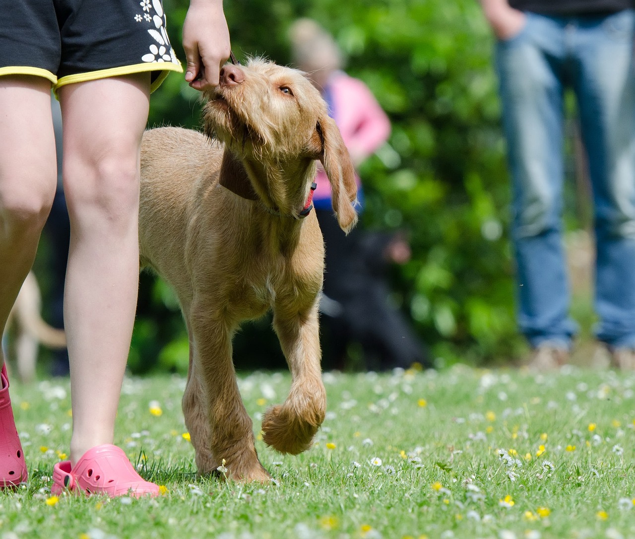 How to Train Your Dog to Follow You Off-Leash